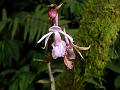 Pink East-Himalayan Calanthe